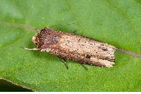 物種:Axylia putris triseriata 攝影:吳士緯